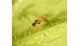 Aphidius - Schlupfwespen Aphidius - Schlupfwespen