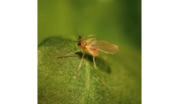 Aphidoletes aphidimyza - Räub. Gallmücke Aphidoletes aphidimyza - Räub. Gallmücke