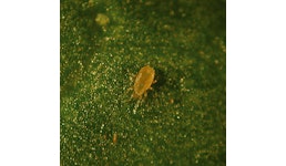 Amblyseius cucumeris - Raubmilbe Amblyseius cucumeris - Raubmilbe