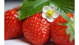 Fruchtsäfte Fruchtsäfte