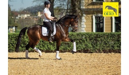 Bau klassischer Außenreitplatz - Reitplatzbau – Reitbodensysteme – Reitbodenbau Bau klassischer Außenreitplatz - Reitplatzbau – Reitbodensysteme – Reitbodenbau