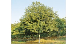 Macadamia-Baum-Bio-Setzlinge Macadamia-Baum-Bio-Setzlinge