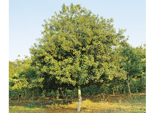  Macadamia-Baum-Bio-Setzlinge