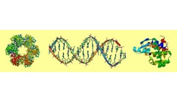 Hühnerprotein Hühnerprotein