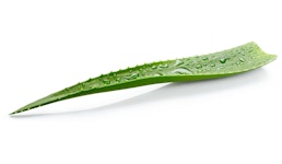 Aloe Vera Linné / Barbadensis Miller Aloe Vera Linné / Barbadensis Miller
