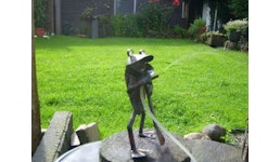 Gärtnerfrosch Gärtnerfrosch