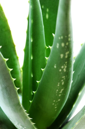 ALPHA ALOE® Gel Konzentrat 10:1 / ALPHA ALOE® Gel Concentrate 10:1 ALPHA ALOE® Gel Konzentrat 10:1 / ALPHA ALOE® Gel Concentrate 10:1