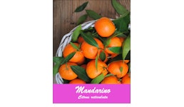 Mandarin Mandarin