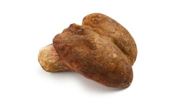 Butterpilze Butterpilze