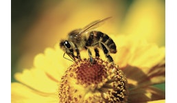 AGENABEE AGENABEE