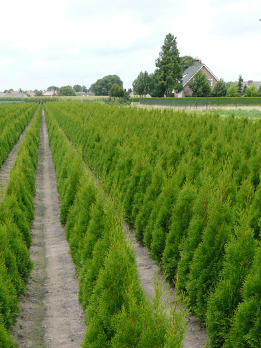 Pflanzen Janssen GmbH in Kempen auf wlw.de