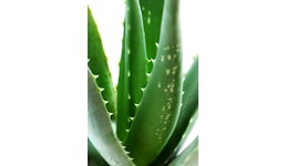 ALPHA ALOE® GEL 1:1 ALPHA ALOE® GEL 1:1