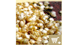 Quinoa-Sprossen-Mehl Quinoa-Sprossen-Mehl