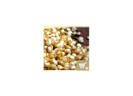 Quinoa-Sprossen-Mehl
