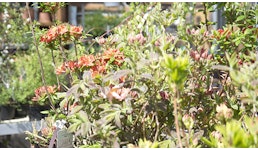 Gartencenter Gartencenter