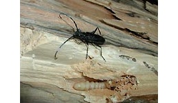 Holzschutz und Schwammsanierung (Tierische Holzschädlinge) Holzschutz und Schwammsanierung (Tierische Holzschädlinge)