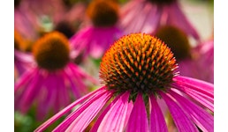 Echinacea-Extrakt/-Presssaftpulver [Echinacea Extract / -Pressjuice Powder) Echinacea-Extrakt/-Presssaftpulver [Echinacea Extract / -Pressjuice Powder)