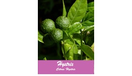 hystrix hystrix