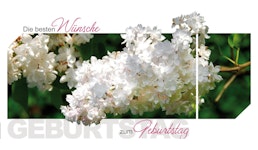 GK6500 Weisse Fliederblüte GK6500 Weisse Fliederblüte