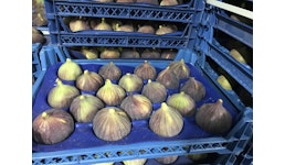 Schwarze Feigen aus Bursa Schwarze Feigen aus Bursa