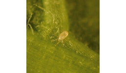 Amblyseius californicus - Raubmilbe Amblyseius californicus - Raubmilbe