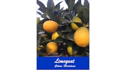 Limequat Limequat
