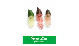 Finger Lime Finger Lime