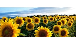 Biolecithin Biolecithin