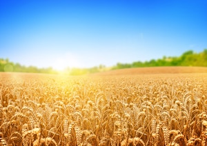 Weizenkeimöl, raffiniert, Ph.Eur. / Wheat Germ Oil, refined, Ph.Eur. Weizenkeimöl, raffiniert, Ph.Eur. / Wheat Germ Oil, refined, Ph.Eur.
