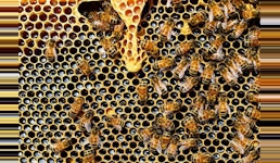 Honigpulver Honigpulver