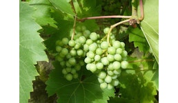 Fruchtaromen Fruchtaromen