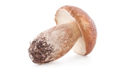 Steinpilze Steinpilze