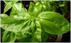 Ätherisches Öl- Basilikum (Ocimum basilicum) 10 ml