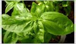 Ätherisches Öl- Basilikum (Ocimum basilicum) 10 ml Ätherisches Öl- Basilikum (Ocimum basilicum) 10 ml