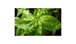 Ätherisches Öl- Basilikum (Ocimum basilicum) 10 ml Ätherisches Öl- Basilikum (Ocimum basilicum) 10 ml