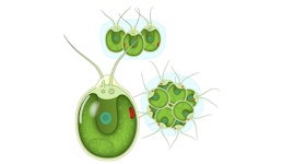 Biologische Zeichnung Biologische Zeichnung