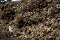 Abfallentsorgung Busch- und Gartenabfälle Abfallentsorgung Busch- und Gartenabfälle