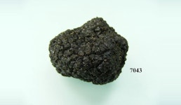 Trüffelpilz schwarz klein Trüffelpilz schwarz klein