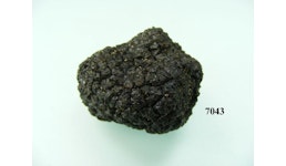 Trüffelpilz schwarz klein Trüffelpilz schwarz klein