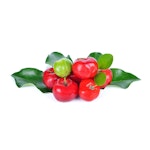 Acerola Extrakt, 25% Vitamin C Acerola Extrakt, 25% Vitamin C